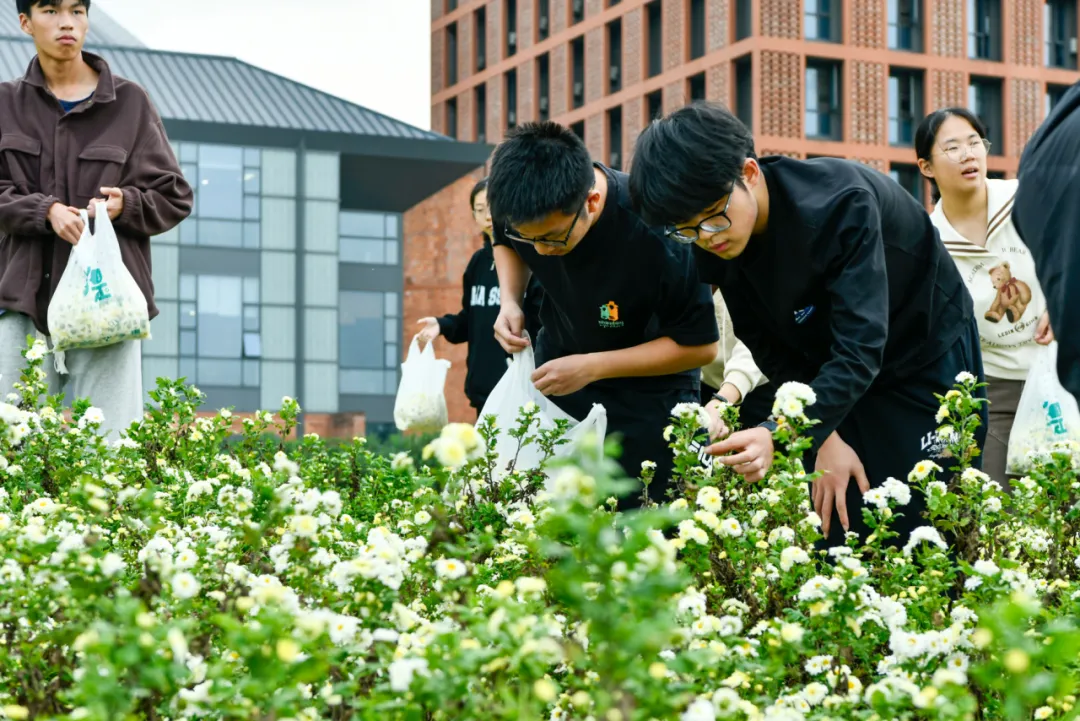 劳动育人 | 在浙大组“菊”，共赴一场“杭白菊之约”
